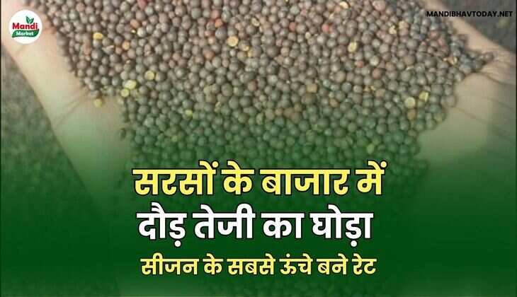 सरसों के बाजार में दौड़ तेजी का घोड़ा | सीजन के सबसे ऊंचे बने रेट
