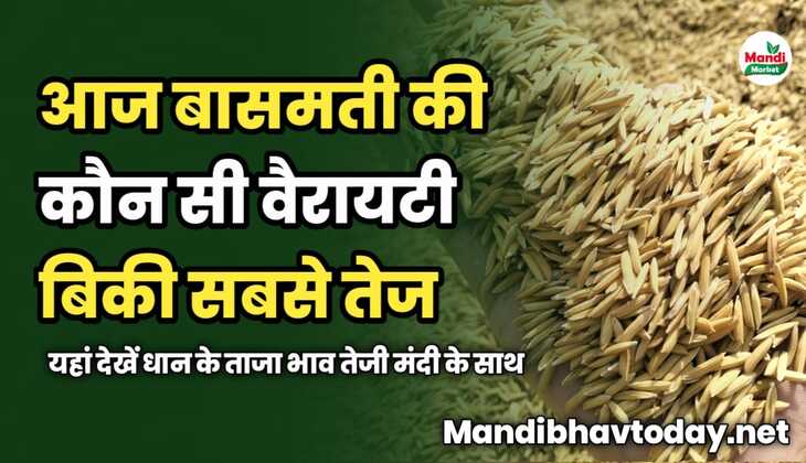 आज बासमती की कौन सी वैरायटी बिकी सबसे तेज | यहां देखें धान के ताजा भाव तेजी मंदी के साथ