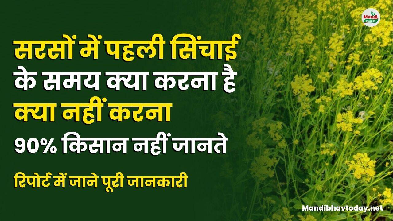 सरसों में पहली सिंचाई के समय क्या करना है क्या नहीं करना | 90% किसान नहीं जानते | रिपोर्ट में जाने पूरी जानकारी