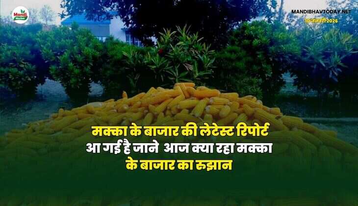 मक्का के बाजार की लेटेस्ट रिपोर्ट आ गई है | जाने  आज क्या रहा मक्का के बाजार का रुझान