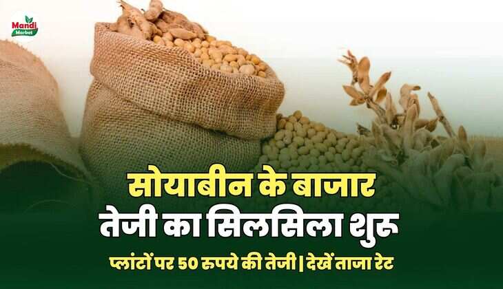 सोयाबेअन images