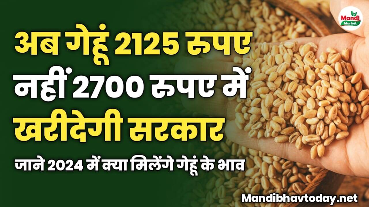 अब गेहूं 2125 रुपए नहीं 2700 रुपए में खरीदेगी सरकार | जाने 2024 में क्या मिलेंगे भाव