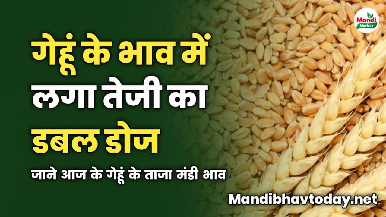 गेहूं के भाव में लगा तेजी का डबल डोज | जाने आज के गेहूं के ताजा मंडी भाव 