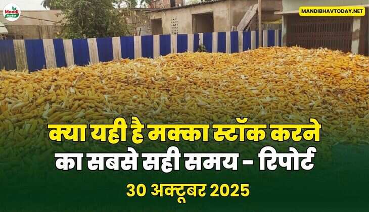 क्या यही है मक्का स्टॉक करने का सबसे सही समय - रिपोर्ट