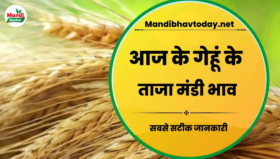  देखें आज के गेहूं/कनक के लाइव रेट wheat kanak gehu Live Rate Today 24 Feb 2023