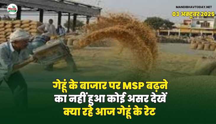 गेहूं के बाजार पर MSP बढ़ने का नहीं हुआ कोई असर | देखें क्या रहे आज गेहूं के रेट