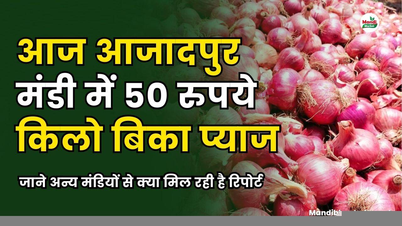 आज आजादपुर मंडी में 50 रुपये किलो बिका प्याज | जाने अन्य मंडियों से क्या मिल रही है रिपोर्ट