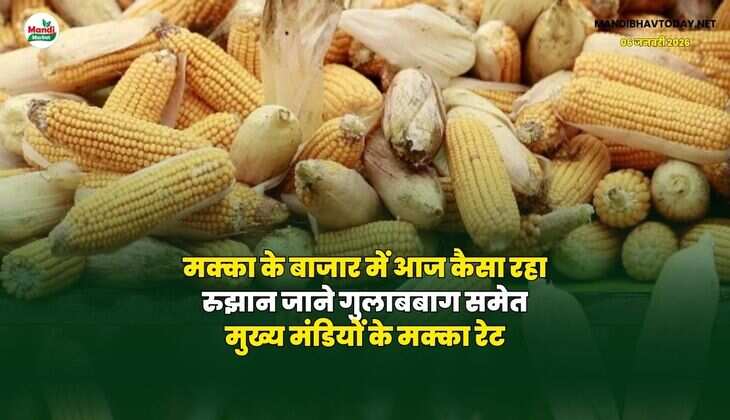 मक्का के बाजार में आज कैसा रहा रुझान | जाने गुलाबबाग समेत मुख्य मंडियों के मक्का रेट