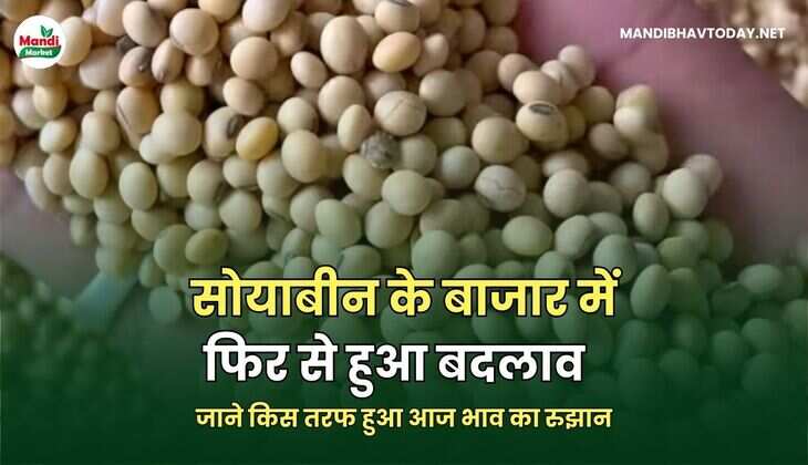 सोयाबीन के बाजार में फिर से हुआ बदलाव | जाने किस तरफ हुआ आज भाव का रुझान