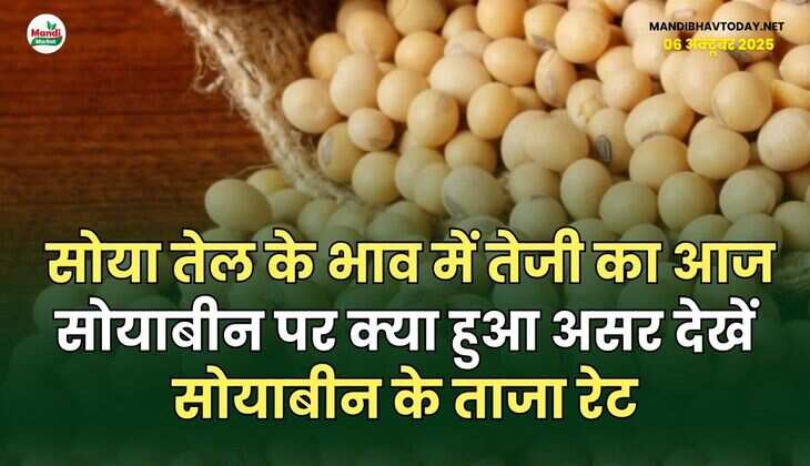सोया तेल के भाव में तेजी का आज सोयाबीन पर क्या हुआ असर | देखें सोयाबीन के ताजा रेट