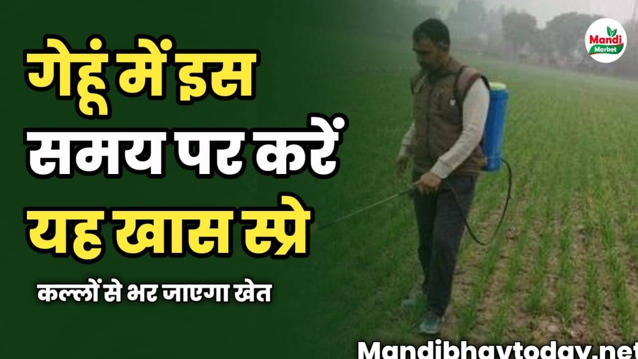 गेहूं में इस समय पर करें यह खास स्प्रे | कल्लों से भर जाएगा खेत