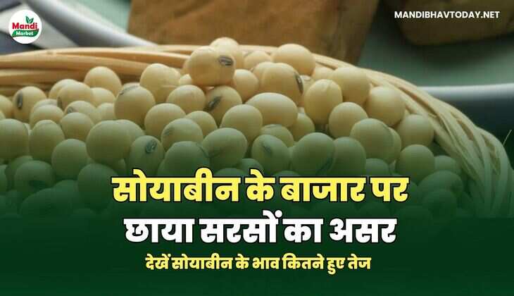 सोयाबीन के बाजार पर छाया सरसों का असर | देखें सोयाबीन के भाव कितने हुए तेज