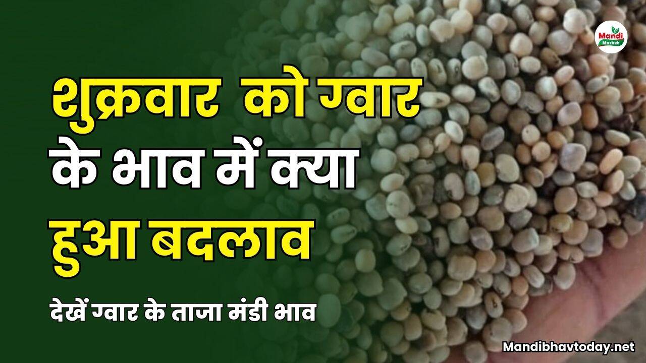 शुक्रवार को ग्वार के भाव में क्या हुआ बदलाव | देखें ग्वार के ताजा मंडी भाव 11 अप्रैल 25