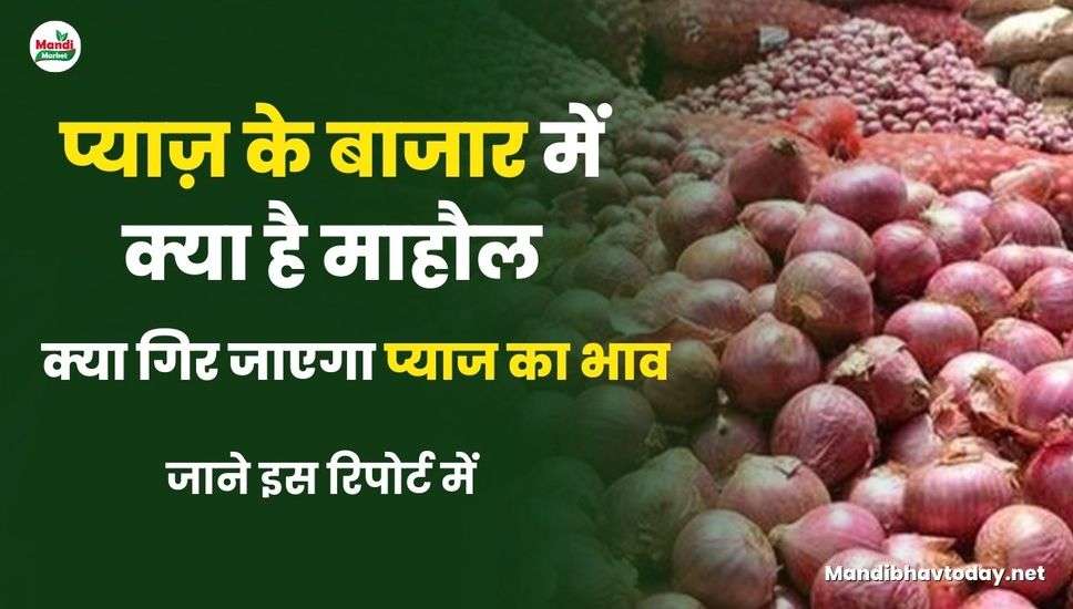 What is the situation in the onion market