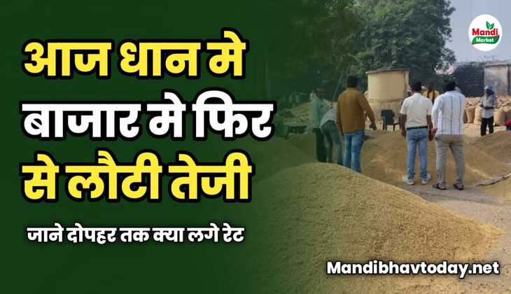 धान मे बाजार मे फिर से लौटी तेजी | जाने दोपहर तक क्या लगे रेट