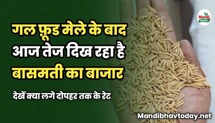 गल फ़ूड मेले के बाद आज तेज दिख रहा है बासमती का बाजार | देखें क्या लगे दोपहर तक के रेट