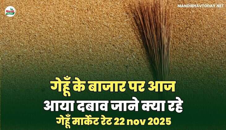  गेहूँ मार्केट रेट 22 nov 2025