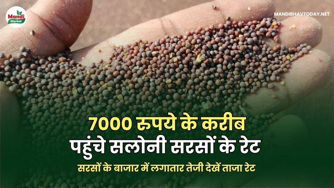 7000 रुपये के करीब पहुंचे सलोनी सरसों के रेट | सरसों के बाजार में लगातार तेजी देखें ताजा रेट