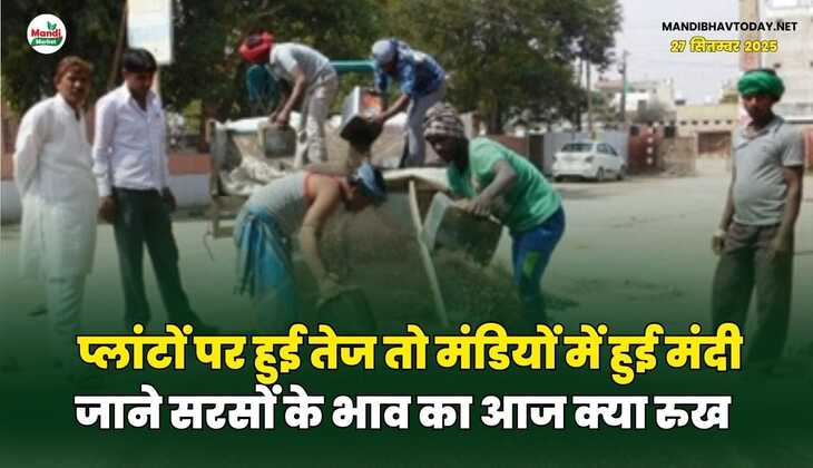 प्लांटों पर हुई तेज तो मंडियों में हुई मंदी | जाने सरसों के भाव का आज क्या रुख