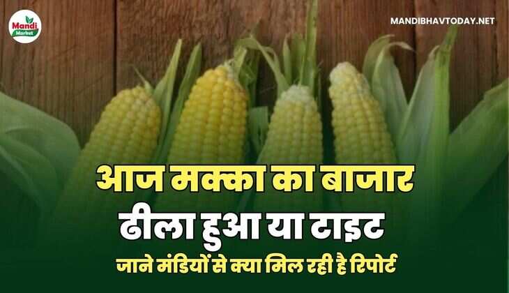 आज मक्का का बाजार ढीला हुआ या टाइट | जाने मंडियों से क्या मिल रही है रिपोर्ट