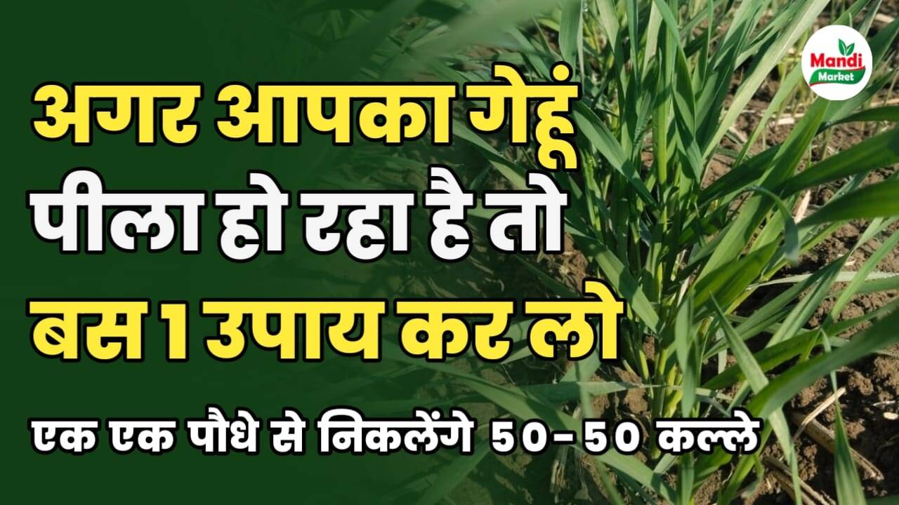 अगर आपका गेहूं नीचे से पीला हो रहा है तो बस यह एक काम कर लो | रिज़ल्ट देखकर चौंक जाएंगे