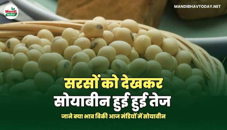 सरसों को देखकर सोयाबीन हुई हुई तेज | जाने क्या भाव बिकी आज मंडियों में सोयाबीन