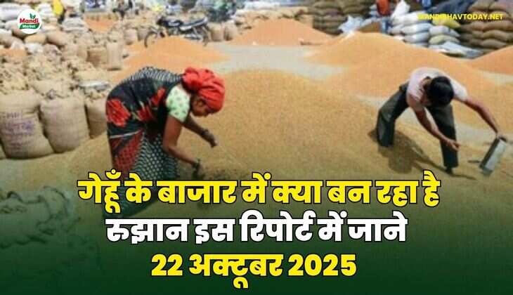 गेहूँ के बाजार में क्या बन रहा है रुझान इस रिपोर्ट में जाने