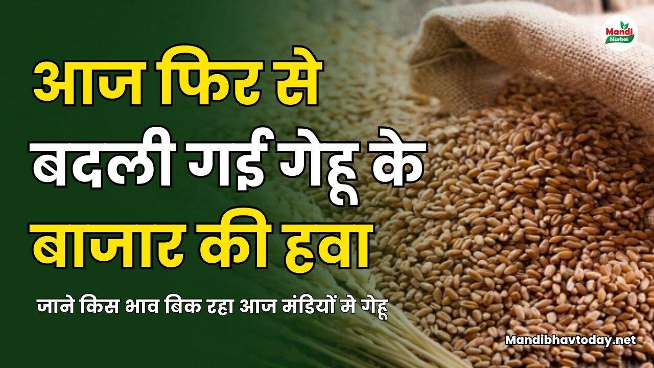 आज फिर से बदली गई गेहू के बाजार की हवा | जाने किस भाव बिक रहा आज मंडियों मे गेहू