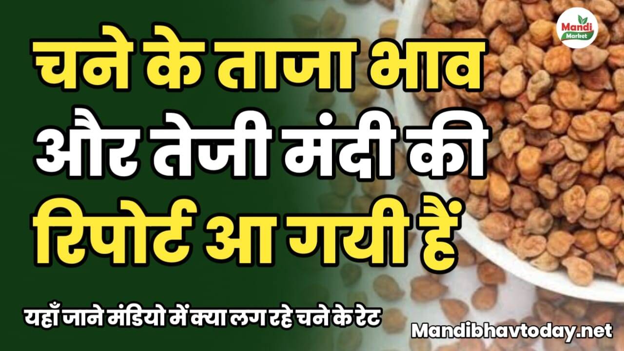 चने के ताजा भाव और तेजी मंदी की रिपोर्ट आ गयी हैं | यहाँ जाने मंडियो में क्या लग रहे चने के रेट