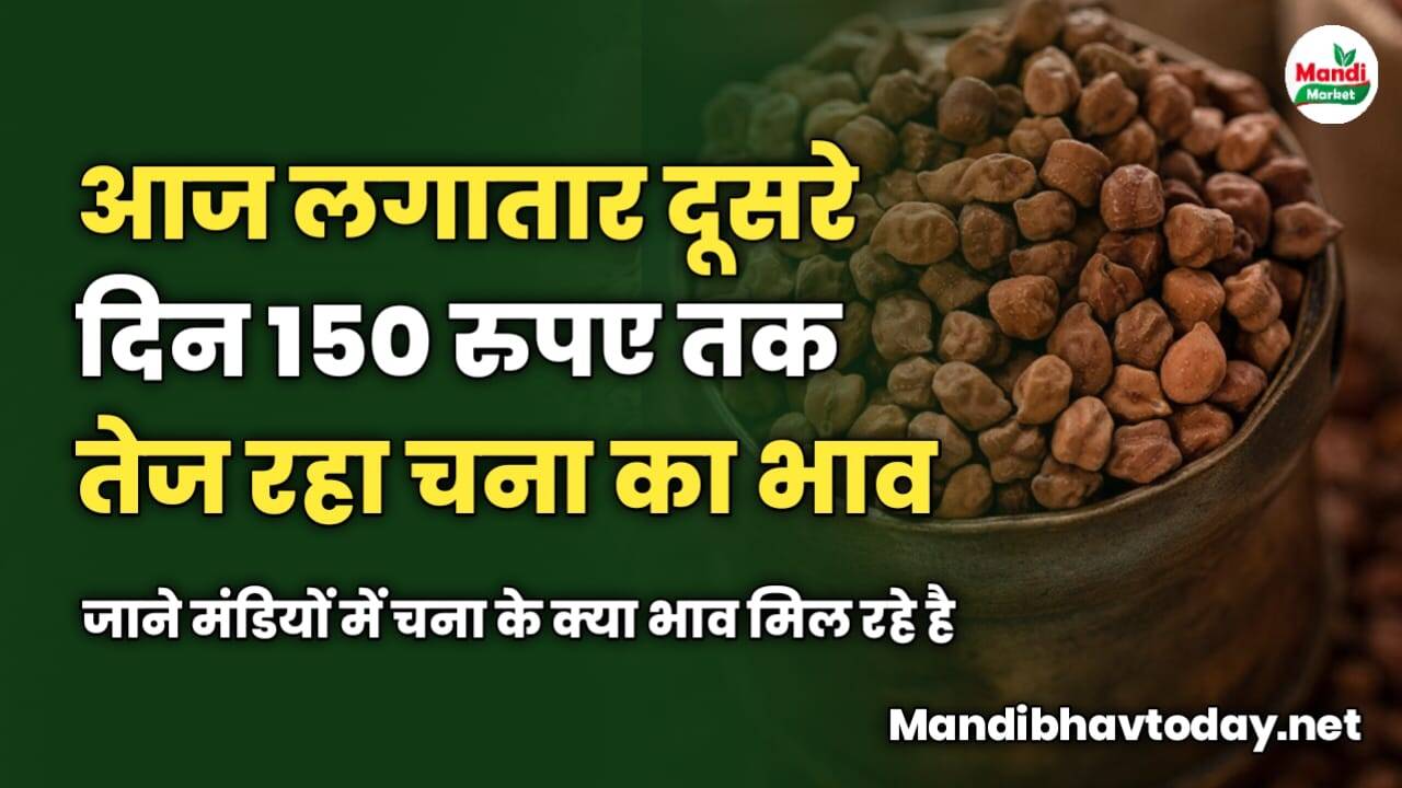 आज लगातार दूसरे दिन 150 रुपए तक तेज रहा चना का भाव | जाने मंडियों में चना के क्या भाव मिल रहे है