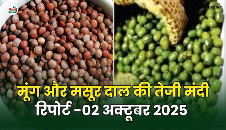 मूँग और मसूर दाल की तेजी मंदी रिपोर्ट -02 अक्टूबर 2025 