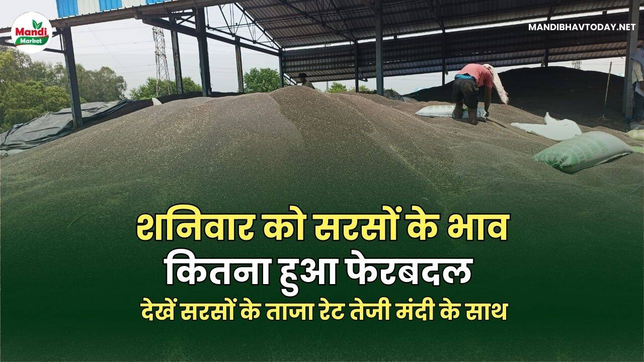शनिवार को सरसों के भाव कितना हुआ फेरबदल | देखें सरसों के ताजा रेट तेजी मंदी के साथ