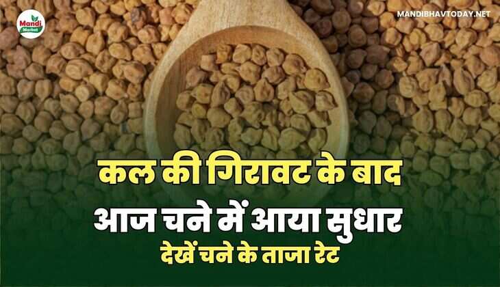 कल की गिरावट के बाद आज चने में आया सुधार | देखें चने&nbsp;के&nbsp;ताजा&nbsp;रेट