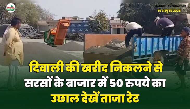 दिवाली की खरीद निकलने से सरसों के बाजार में 50 रुपये का उछाल | देखें ताजा रेट