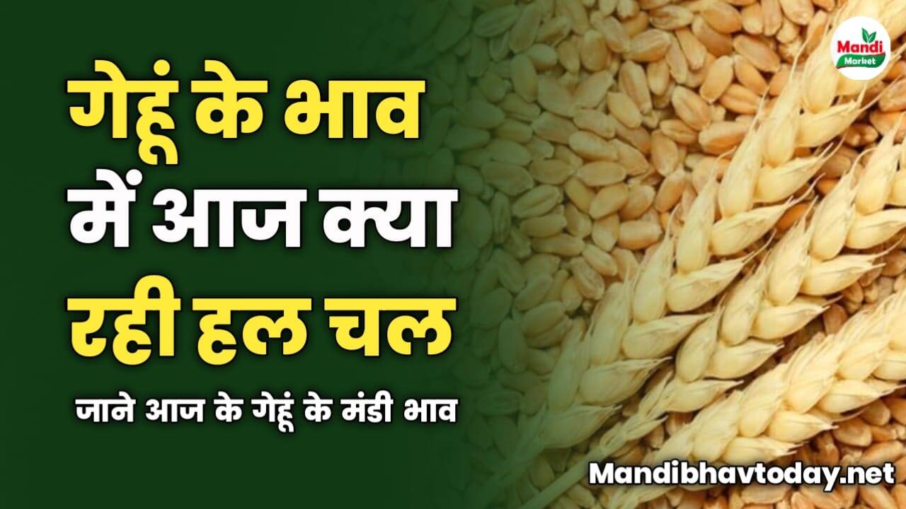 गेहूं के भाव में आज क्या रही हल चल | जाने आज के गेहूं के मंडी भाव