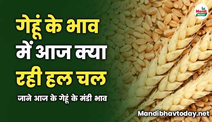 गेहूं के भाव में आज क्या रही हल चल | जाने आज के गेहूं के मंडी भाव 
