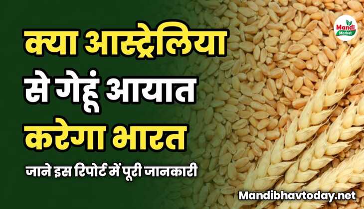 क्या आस्ट्रेलिया से गेहूं आयात करेगा भारत | जाने इस रिपोर्ट में