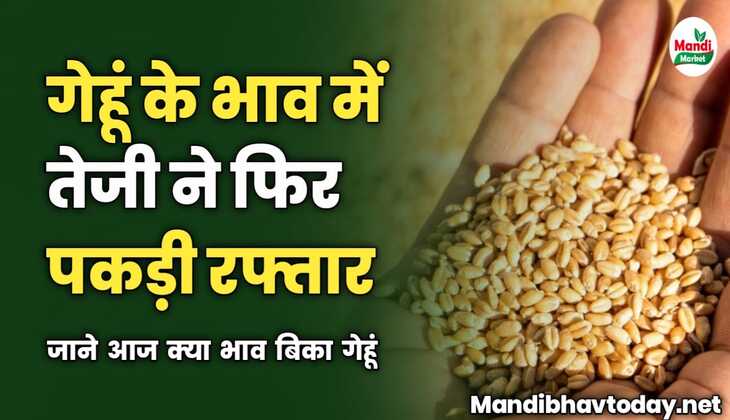 गेहूं के भाव में तेजी ने फिर पकड़ी रफ्तार | जाने आज क्या भाव बिका गेहूं 