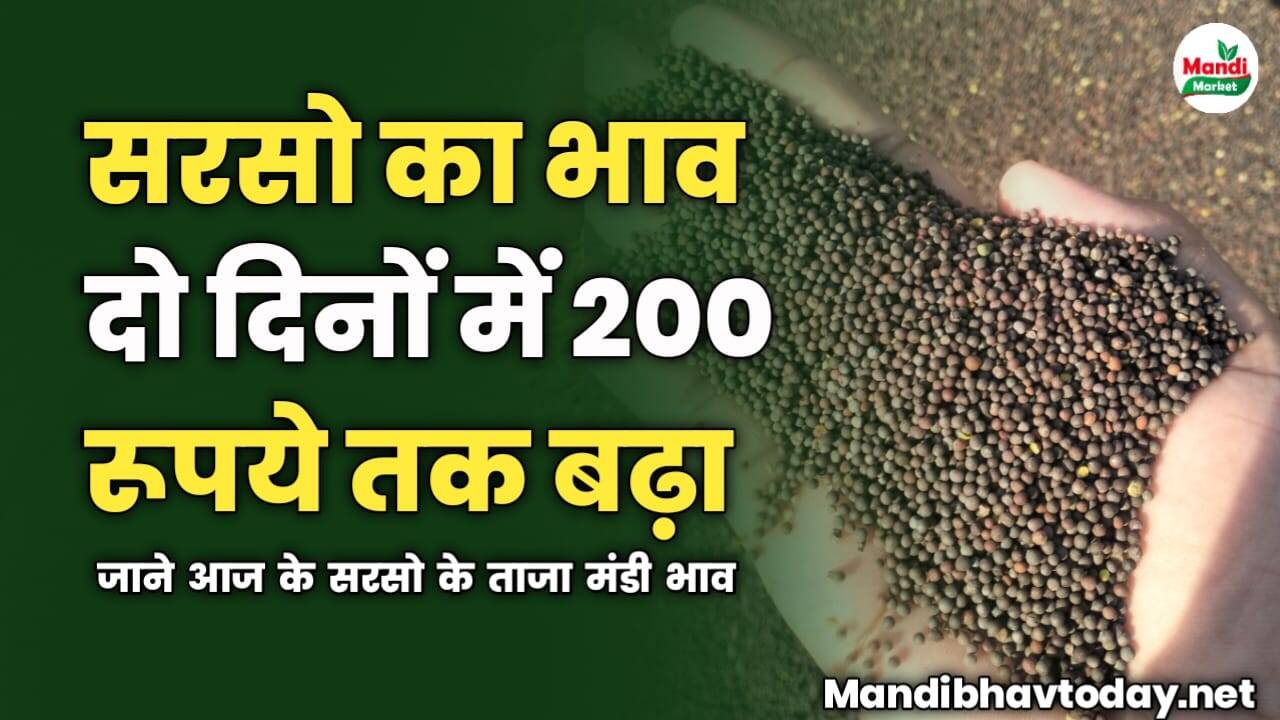 सरसो का भाव दो दिनों में 200 रूपये तक बढ़ा | जाने आज के सरसो के ताजा मंडी भाव