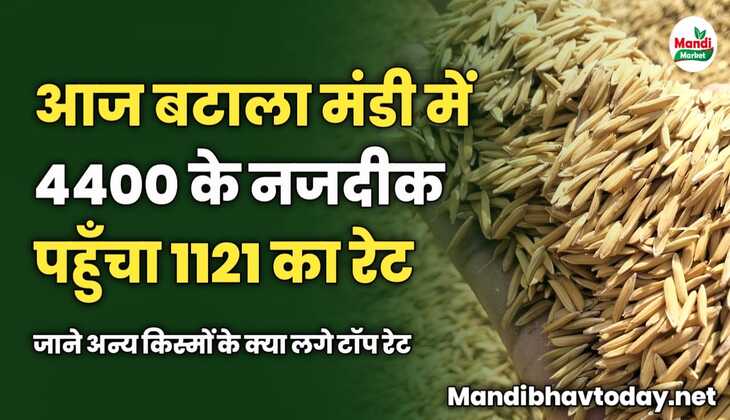 आज बटाला मंडी में 4400 के नजदीक पहुँचा 1121 का रेट | जाने अन्य किस्मों के क्या लगे टॉप रेट