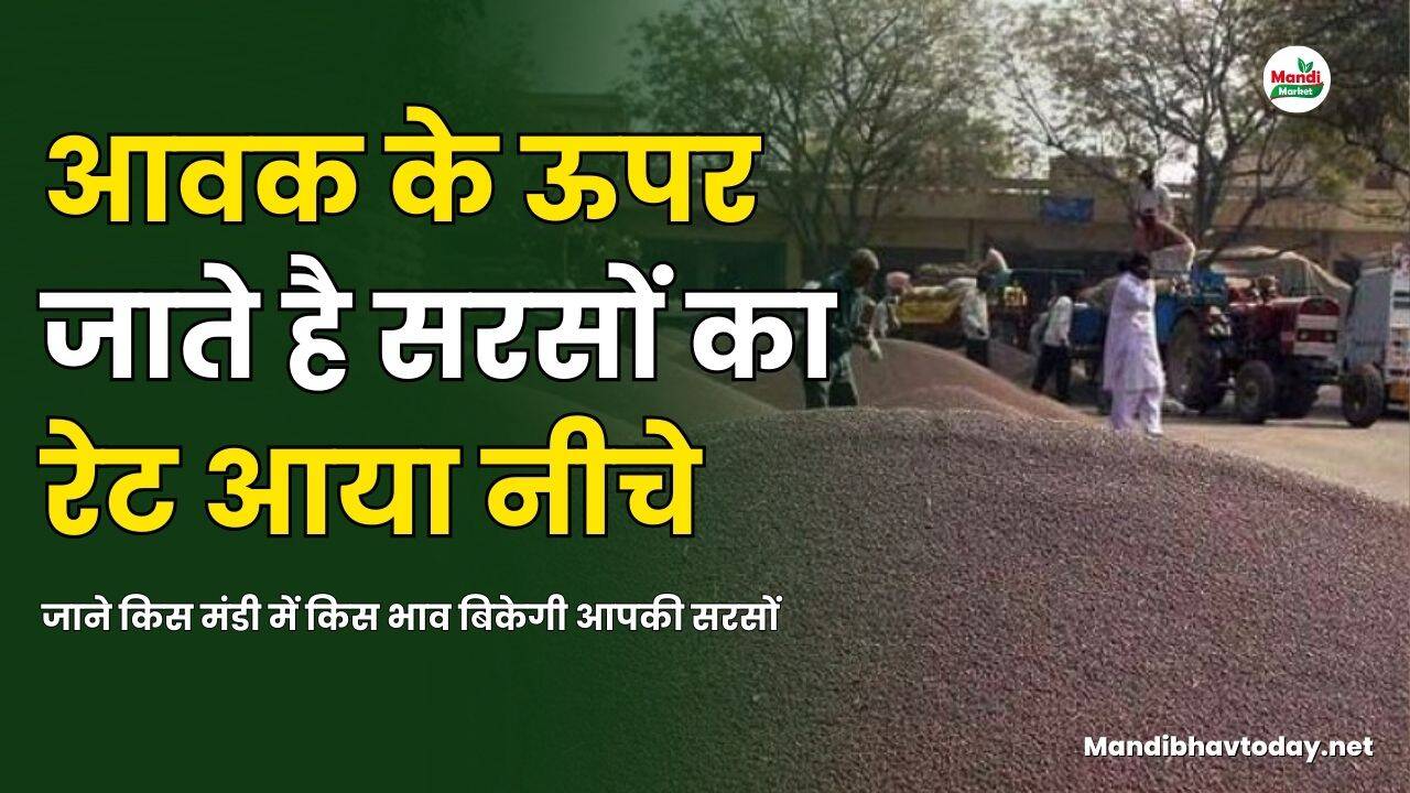 सरसों