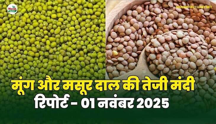 मूँग और मसूर दाल की तेजी मंदी रिपोर्ट - 01 नवंबर 2025 