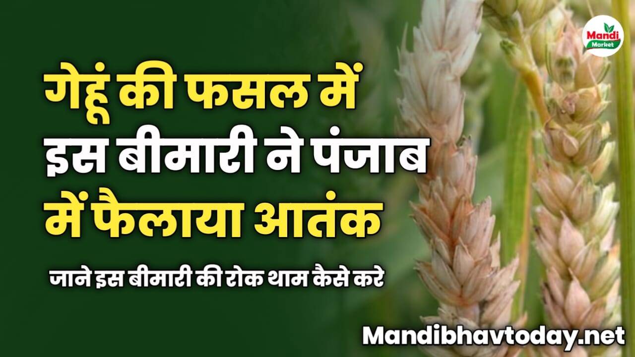 गेहूं की फसल में इस बीमारी ने पंजाब में फैलाया आतंक | जाने इस बीमारी की रोक थाम कैसे करे 