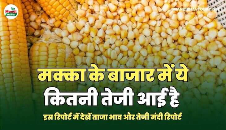 मक्का के बाजार में ये कितनी तेजी आई है | इस रिपोर्ट में देखें ताजा भाव और तेजी मंदी रिपोर्ट