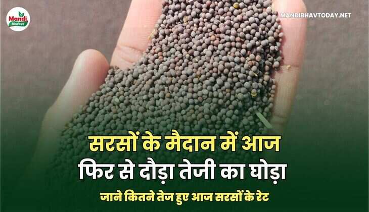 सरसों के मैदान में आज फिर से दौड़ा तेजी का घोड़ा | जाने कितने तेज हुए आज सरसों के रेट