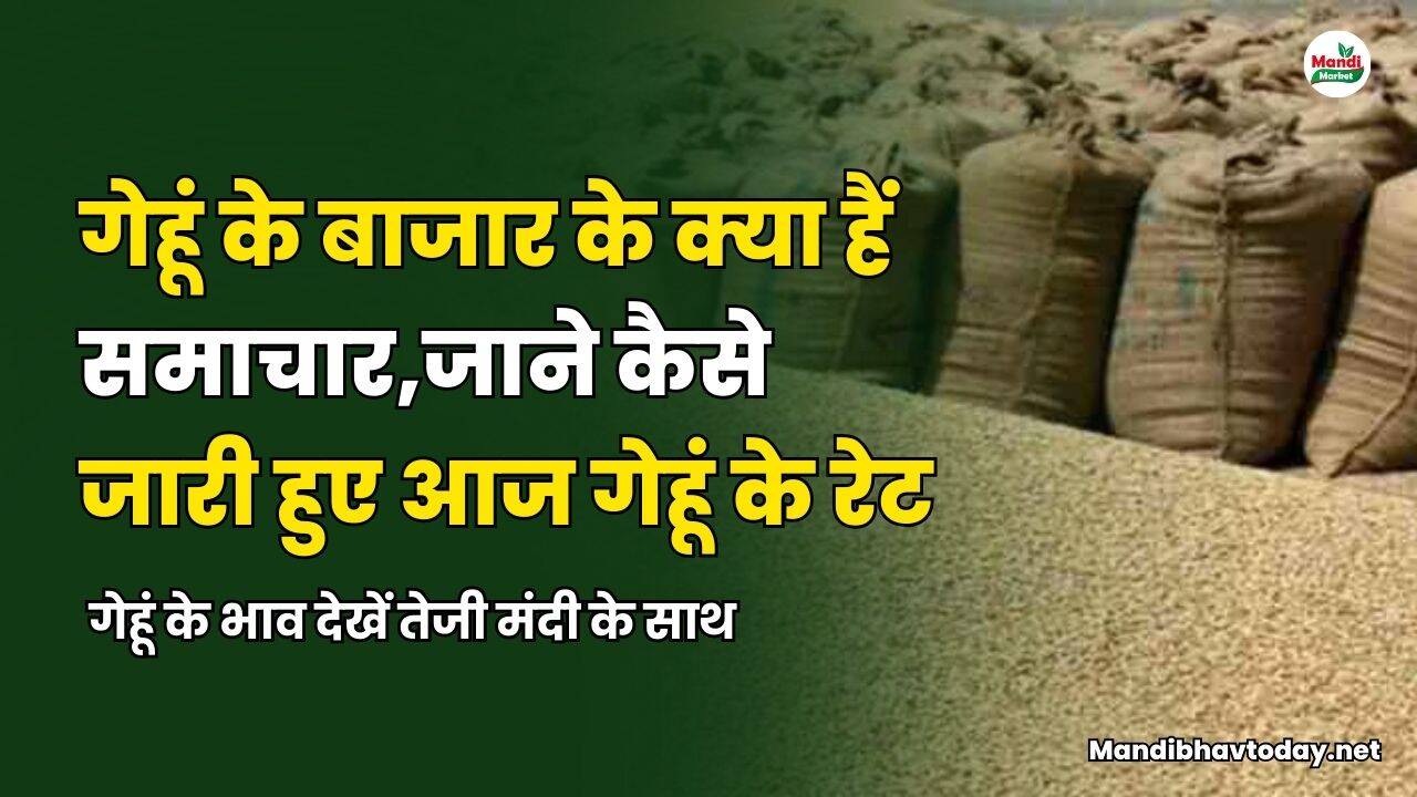 गेहूं के भाव देखें तेजी मंदी के साथ