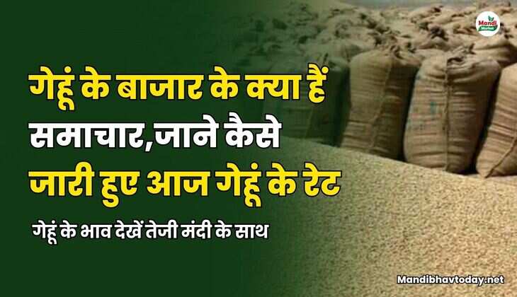  गेहूं के भाव देखें तेजी मंदी के साथ