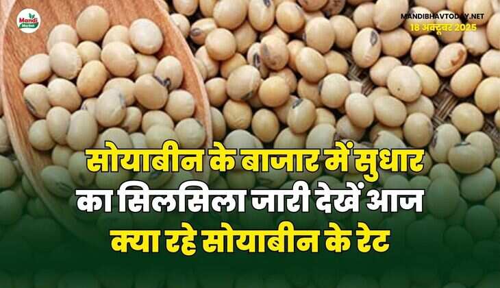 सोयाबीन के बाजार में सुधार का सिलसिला जारी | देखें आज क्या रहे सोयाबीन के रेट