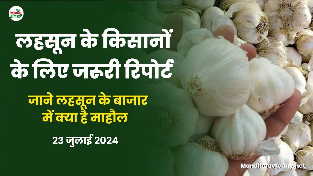 लहसून के किसानों के लिए जरूरी रिपोर्ट | जाने लहसून के बाजार में क्या है माहौल