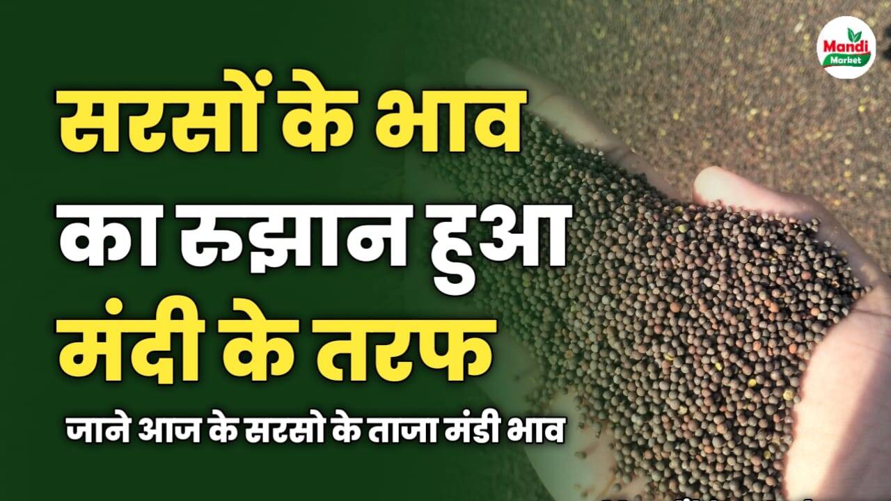सरसों के बाजार में हुई बड़ी उठापटक  | जाने आज के सरसो के ताजा मंडी भाव 